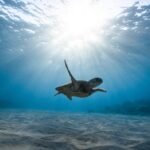 Benefits of Participating in Bird Watching Programs